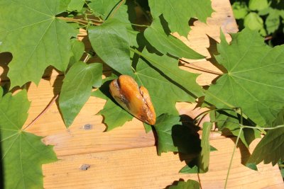 snipcart-thumb-image